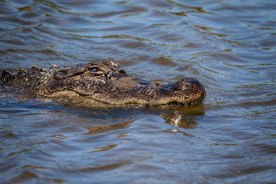209 gator (624A7158) April 15, 2018