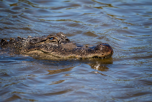 209 gator (624A7158) April 15, 2018
