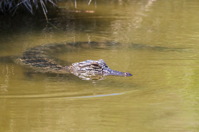 210 gator (624A7174) April 15, 2018