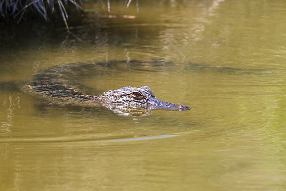 210 gator (624A7174) April 15, 2018