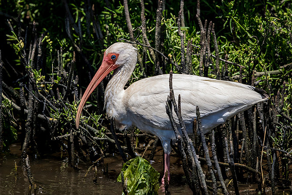 204 white ibis (624A7035) April 15, 2018