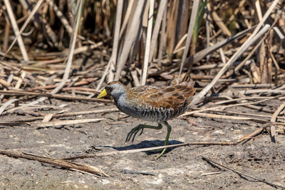 211 bird (624A7194) April 15, 2018