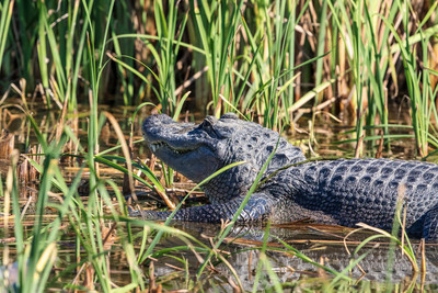 178 gator (624A6364) April 15, 2018