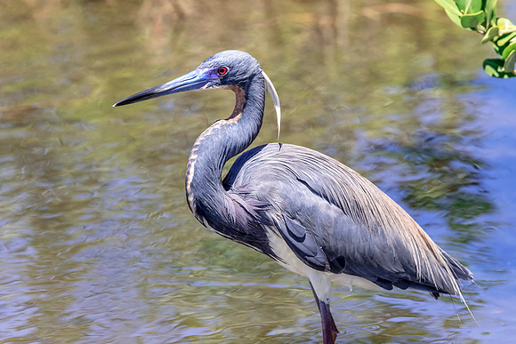 213 tricolored heron (624A7241) April 15, 2018