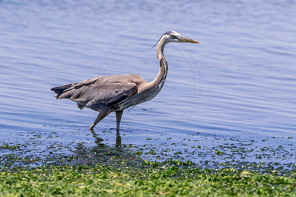 212 gbh (624A7212) April 15, 2018