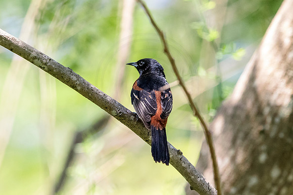 197 bird (624A6858) April 15, 2018