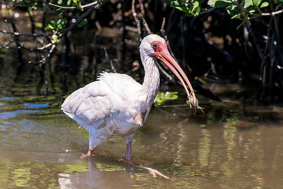 216 white ibis (624A7330) April 15, 2018