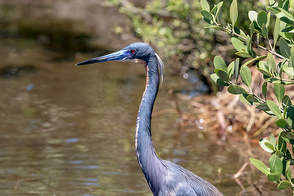 215 tricolored heron (624A7298) April 15, 2018