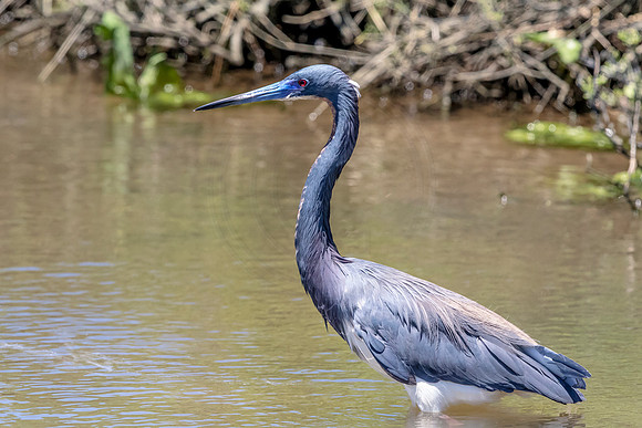 214 tricolored heron (624A7267) April 15, 2018