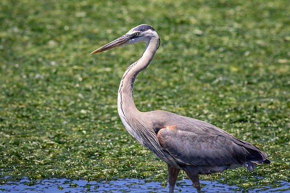 206 gbh (624A7088) April 15, 2018