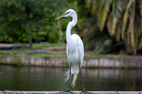 233 egret (IMG_8912) April 23, 2022