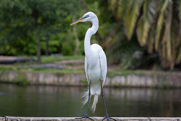 233 egret (IMG_8912) April 23, 2022