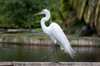 234 egret (IMG_8914) April 23, 2022
