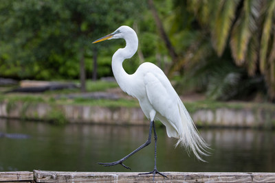 234 egret (IMG_8914) April 23, 2022