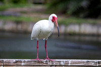 231 white ibis (IMG_8905) April 23, 2022