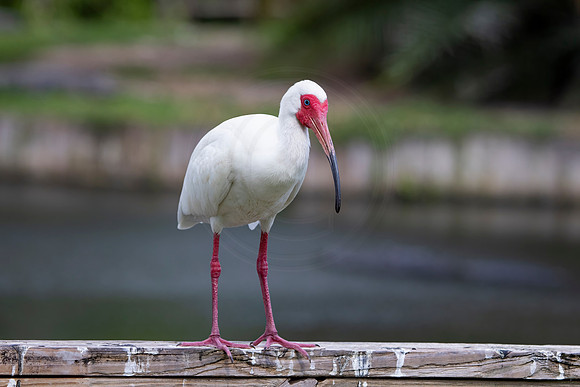 231 white ibis (IMG_8905) April 23, 2022