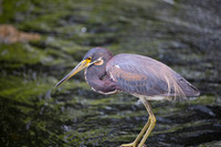 240 tri colored heron (IMG_8968) April 23, 2022