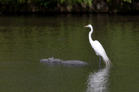 236 egret and gator (IMG_8932) April 23, 2022