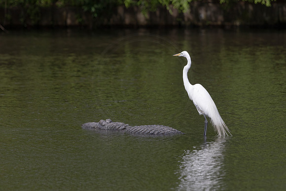 236 egret and gator (IMG_8932) April 23, 2022