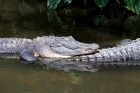 247 gator (IMG_9027) April 23, 2022