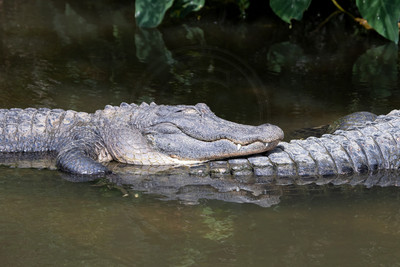 247 gator (IMG_9027) April 23, 2022