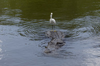 259 egret and gator (IMG_9140) April 23, 2022