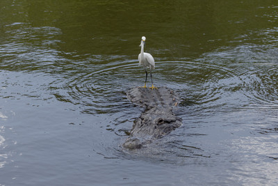 259 egret and gator (IMG_9140) April 23, 2022