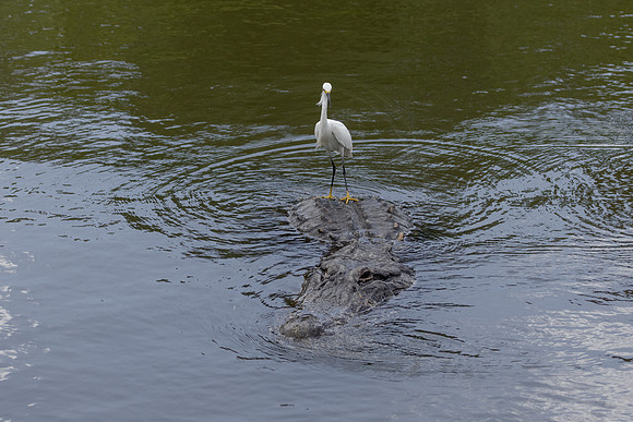 259 egret and gator (IMG_9140) April 23, 2022