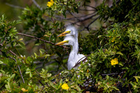 274 egret (IMG_9297) April 23, 2022