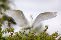 281 egret (IMG_9430) April 23, 2022