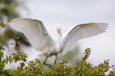 281 egret (IMG_9430) April 23, 2022