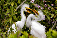 287 egret (IMG_9490) April 23, 2022