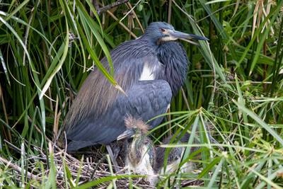 308 tri colored heron (IMG_9745) April 23, 2022