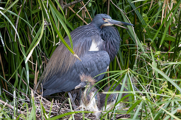 308 tri colored heron (IMG_9745) April 23, 2022