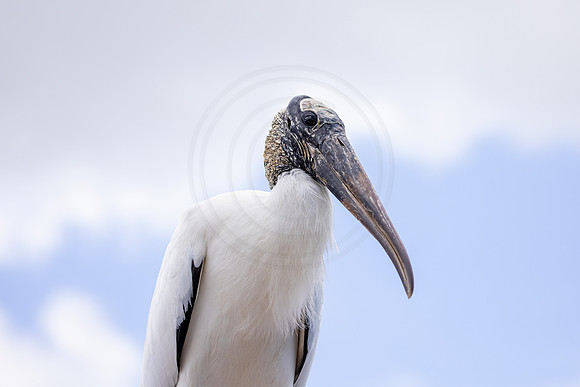 320 wood stork (IMG_9984) April 23, 2022