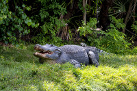 266 gator (IMG_9186) April 23, 2022