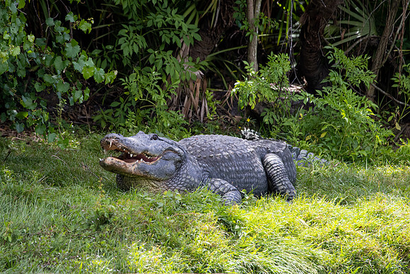 266 gator (IMG_9186) April 23, 2022