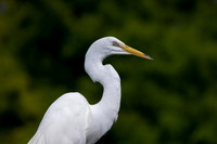 226 egret (IMG_8800) April 23, 2022
