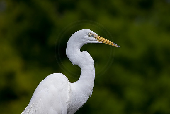 226 egret (IMG_8800) April 23, 2022