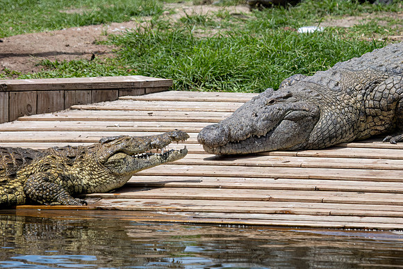378 gator (IMG_0592) April 23, 2022