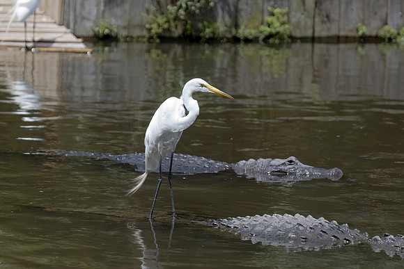 379 egret on gator (IMG_0607) April 23, 2022