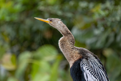 396 anhinga (IMG_0717) April 23, 2022