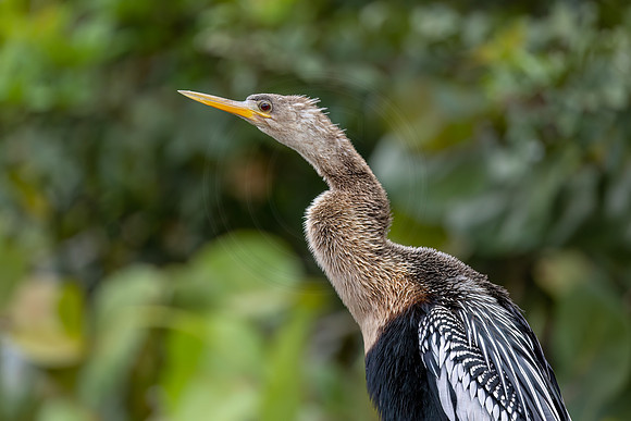396 anhinga (IMG_0717) April 23, 2022