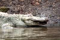 241 gator (IMG_8970) April 23, 2022