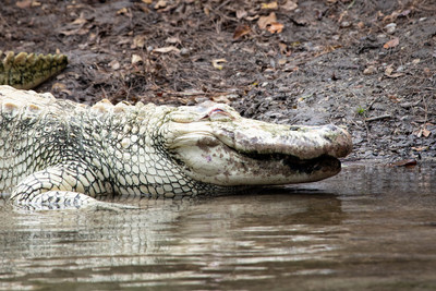 241 gator (IMG_8970) April 23, 2022