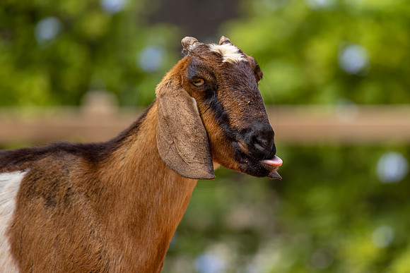 423 goat (IMG_0968) April 23, 2022