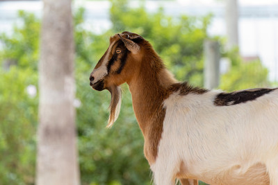 430 goat (IMG_1004) April 23, 2022