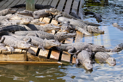 476 gators (IMG_0016) April 23, 2022