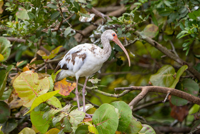 344 ibis (IMG_0416) April 23, 2022