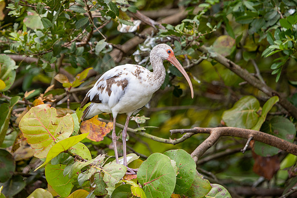 344 ibis (IMG_0416) April 23, 2022